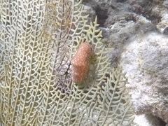 Flamingo Tongue Snale